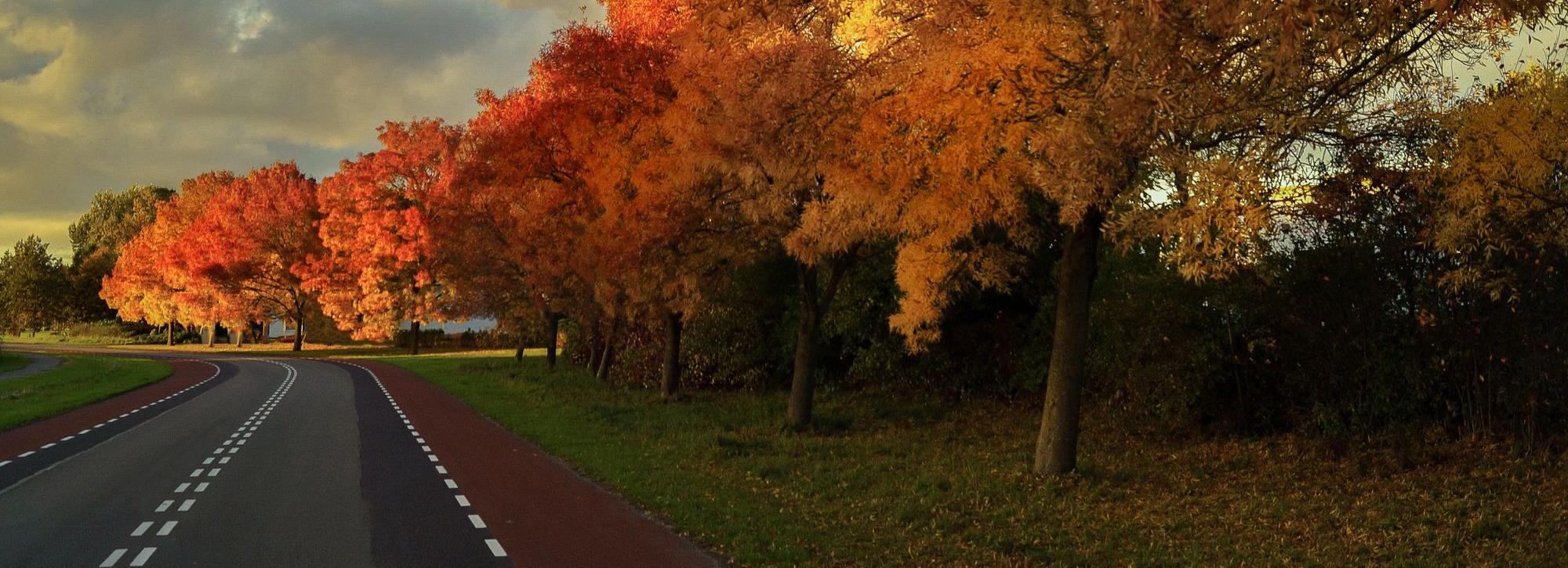 vanilla-autumn-street-trees